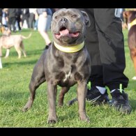 Staffordshire Bull Terrier - Both