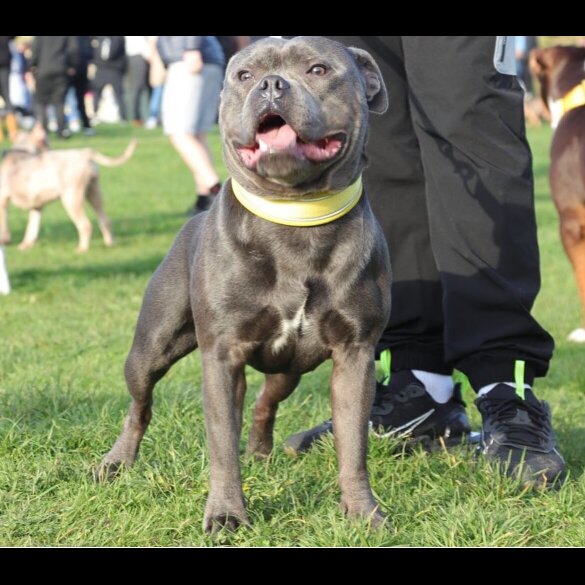 Staffordshire Bull Terrier - Both