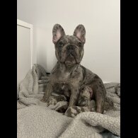 French Bulldog - Both