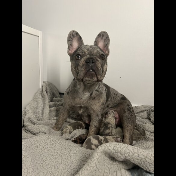 French Bulldog - Both