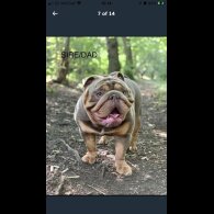 English Bulldog - Both