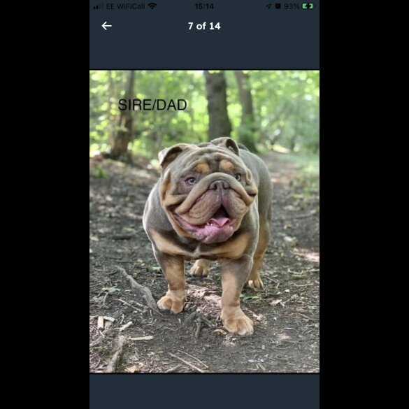 English Bulldog - Both