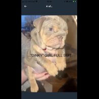 English Bulldog - Both