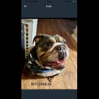 English Bulldog - Both