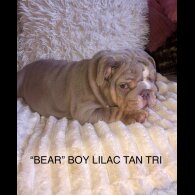 English Bulldog - Both