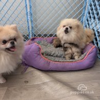 Pomeranian - Dogs