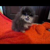 Pomeranian - Dogs