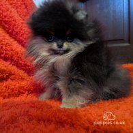 Pomeranian - Dogs