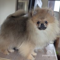 Pomeranian - Dogs