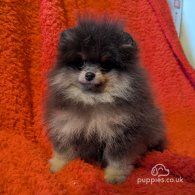 Pomeranian - Dogs