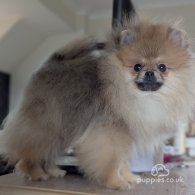 Pomeranian - Dogs