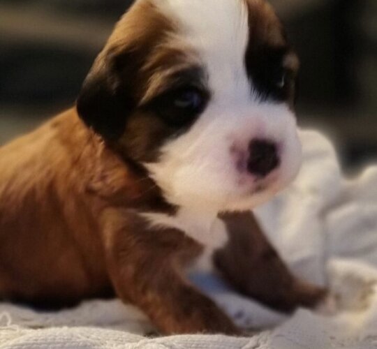 Tibetan Terrier