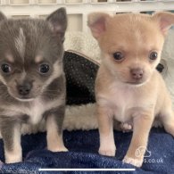 Chihuahua - Dogs