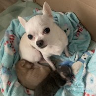 Chihuahua - Dogs