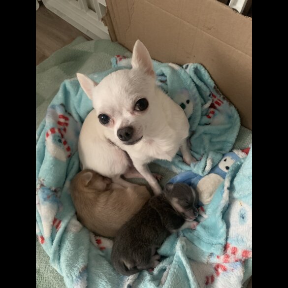 Chihuahua - Dogs