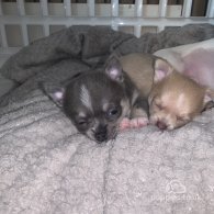 Chihuahua - Dogs