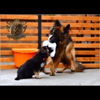 German Shepherd (Alsatian) - Both