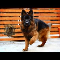 German Shepherd (Alsatian) - Both