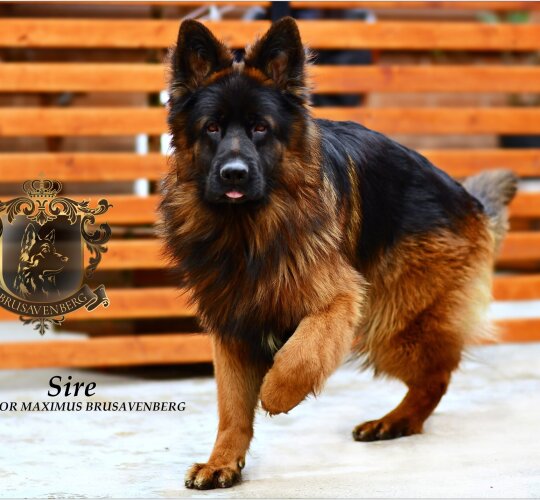 German Shepherd (Alsatian)