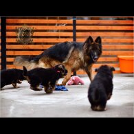 German Shepherd (Alsatian) - Both