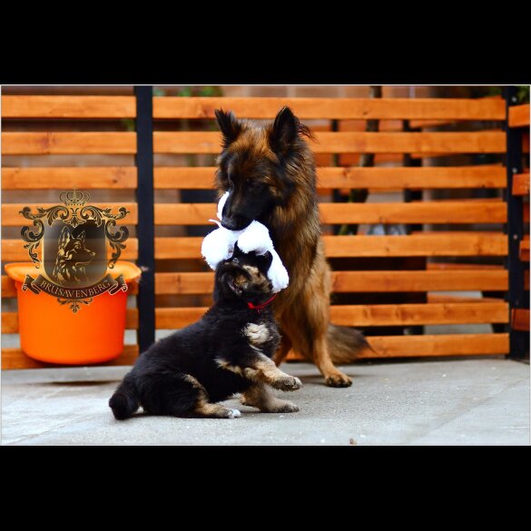 German Shepherd (Alsatian) - Both