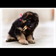 German Shepherd (Alsatian) - Both