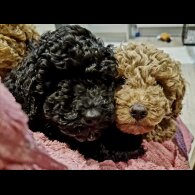 Toy Poodle - Dogs