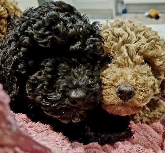 Toy Poodle