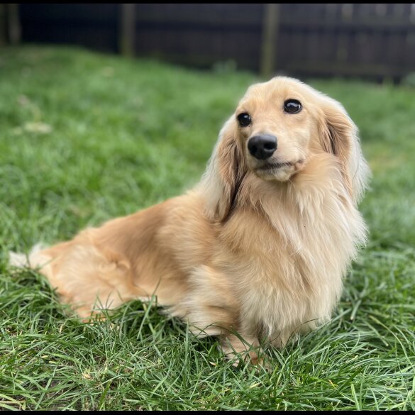 Dachshund (Standard &amp; Miniature)