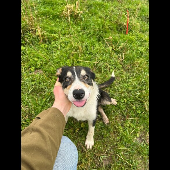 Border Collie - Dogs