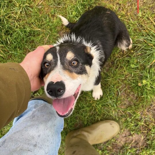 Border Collie - Dogs