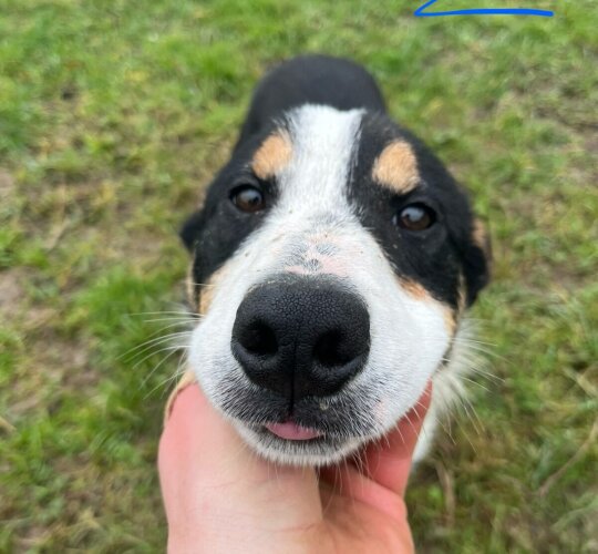 Border Collie