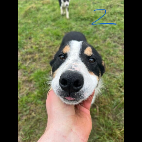 Border Collie - Dogs