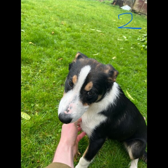 Border Collie - Dogs