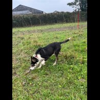 Border Collie - Dogs