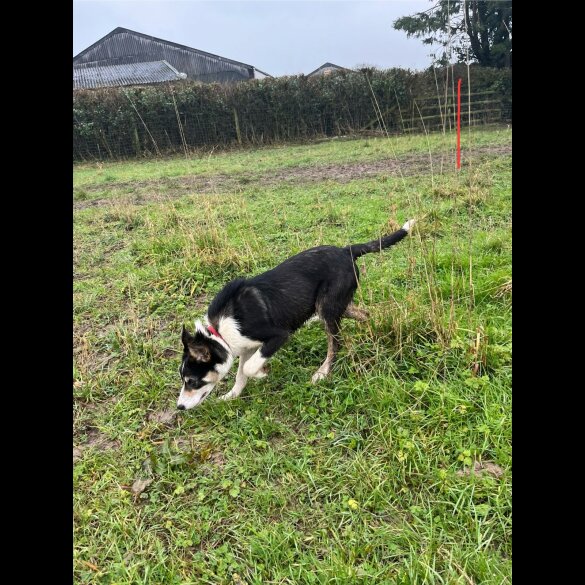 Border Collie - Dogs