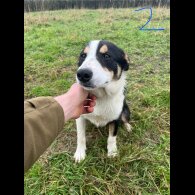 Border Collie - Dogs