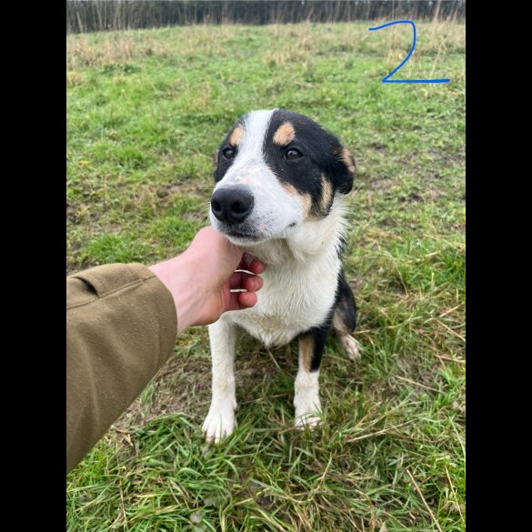 Border Collie - Dogs