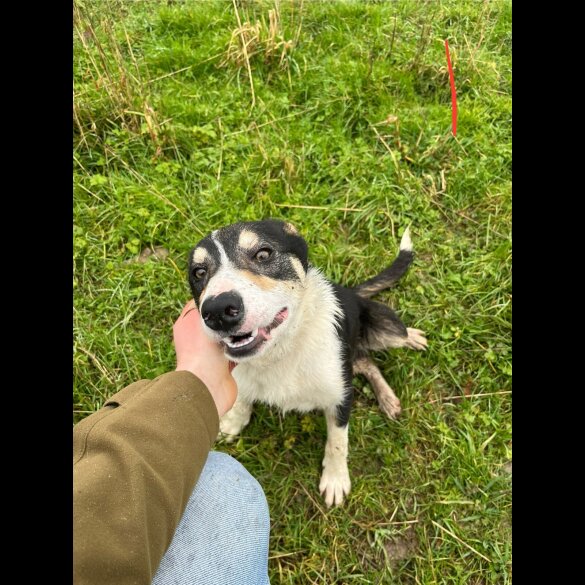 Border Collie - Dogs