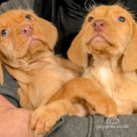 Hungarian Vizsla - Both