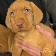 Hungarian Vizsla - Both