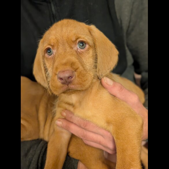 Hungarian Vizsla - Both