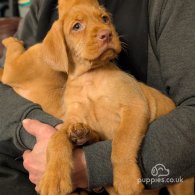 Hungarian Vizsla - Both