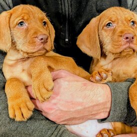 Hungarian Vizsla - Both