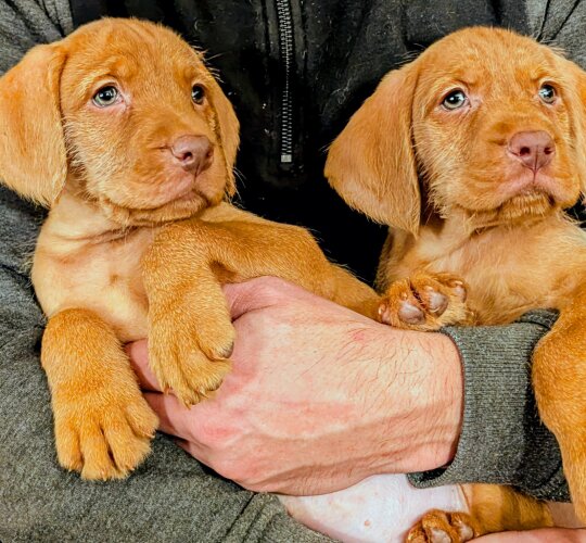 Hungarian Vizsla