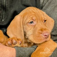 Hungarian Vizsla - Both