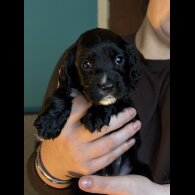 Cocker Spaniel (Working &amp; Show) - Both