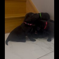 Labrador Retriever - Both