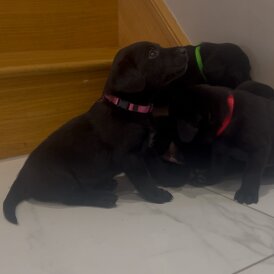 Labrador Retriever - Both