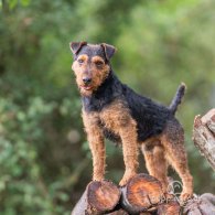 Lakeland Terrier